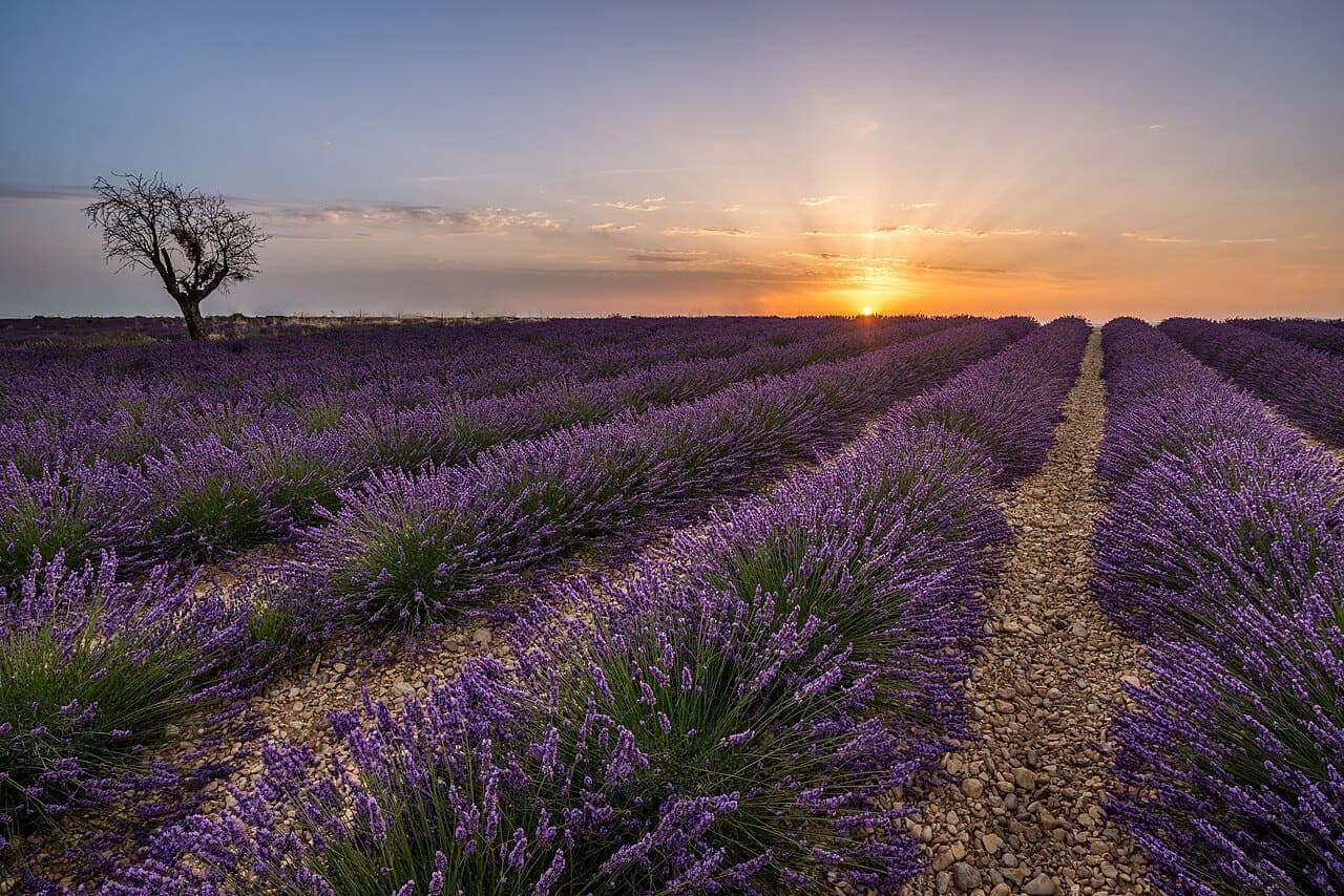 Sénanque Manastırı ve lavanta tarlaları, Provence