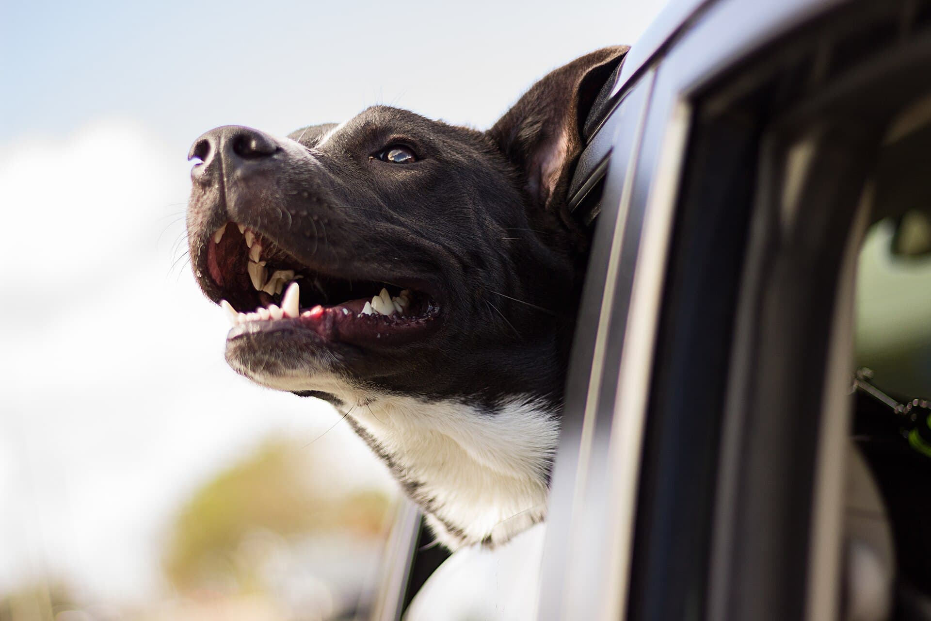 A dog looking out of a car window during a journey