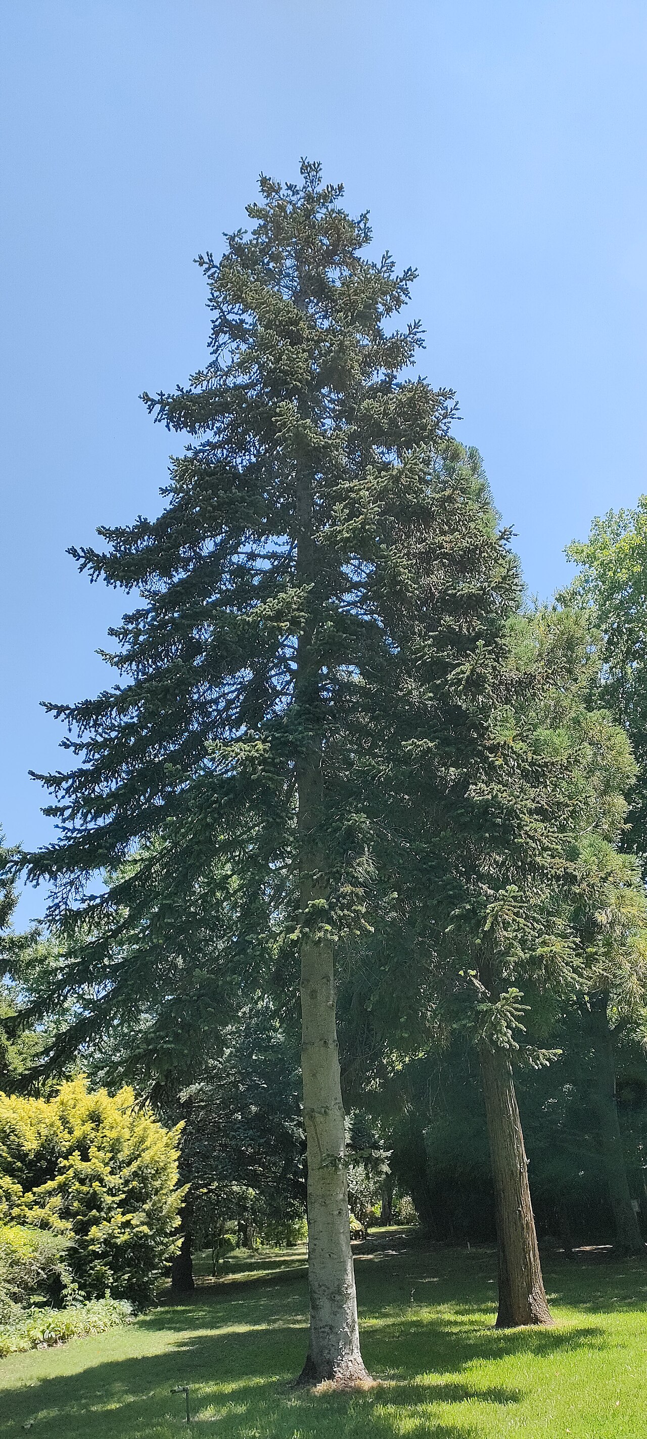 Karaca Arboretumu